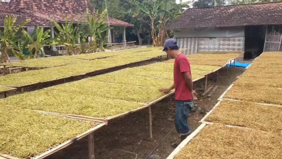 Petani Tembakau di Pati Risau, Hasil Panen Tembakau Turun Akibat Kemarau Panjang