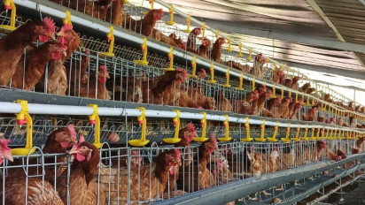 Kementan Dorong Pelaku Usaha Perluas Ekspor Produk Unggas Nasional