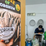 Hari Pangan Sedunia: Sorgum Didorong Jadi Alternatif Makanan Pokok