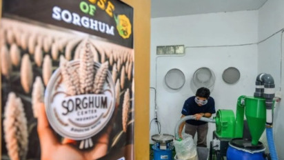 Hari Pangan Sedunia: Sorgum Didorong Jadi Alternatif Makanan Pokok