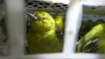 Modus Kipas Angin dalam Truk Box, Tim Gabungan Gagalkan Penyelundupan Burung Liar di Lampung