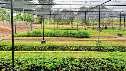 BPDAS Kapuas Provinsi Kalbar Salurkan Bantuan Bibit Gratis ke Masyarakat