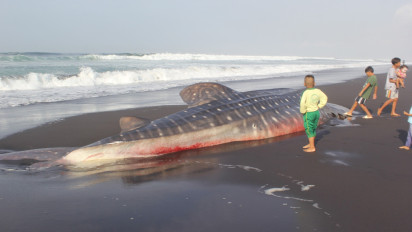 Seekor Hiu Tutul Sepanjang 7 Meter Terdampar di Pesisir Pantai Wotgalih Lumajang