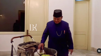 'Bobby' Kucing Kesayangan Presiden Prabowo Resmi Jadi Penghuni Istana, Punya Kamar Khusus