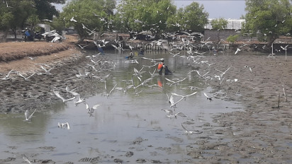 Perubahan Suhu Panas, Ratusan Hektare Lahan Milik Petambak di Sidoarjo Gagal Panen 