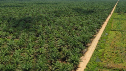 Perjuangan Mengambil Keuangan Negara dari Pengusaha Kelapa Sawit yang Ngemplang Pajak Mulai Membuahkan Hasil, Dibayar Tapi Nyicil