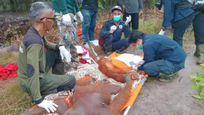 BKSDA Rescue 2 Orangutan, 3 Peluru Ditemukan Bersarang di Wajah dan Leher