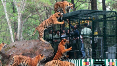Harga Tiket Masuk Taman Safari Bogor Berubah, Segini Tarifnya