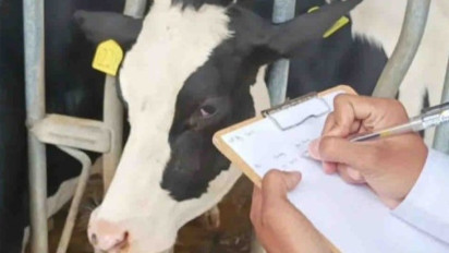 Bukan Ambil Susunya, Pemerintah Lebih Pilih Ambil Investor Vietnam Bangun Industri Sapi Perah untuk Program Makan Bergizi Gratis Prabowo