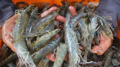 Jepang, Korea Selatan dan Australia Jadi Incaran Baru Ekspor Udang Indonesia