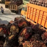 Manfaat Sawit untuk Kesehatan Sejak Usia Dini, dari Tumbuh Kembang hingga Jaga Jantung