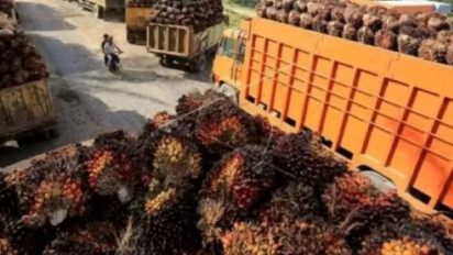 Manfaat Sawit untuk Kesehatan Sejak Usia Dini, dari Tumbuh Kembang hingga Jaga Jantung