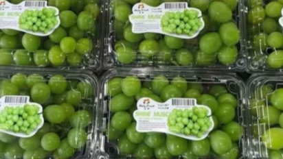 Bapanas: Anggur Shince Muscat di Indonesia Aman Dikonsumsi