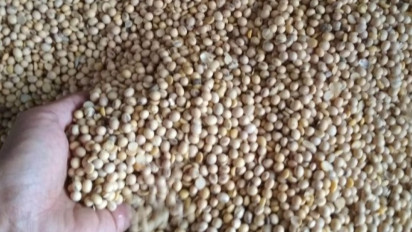 Harga Kedelai Impor di Kabupaten Kudus Turun, Ternyata Ini Penyebabnya