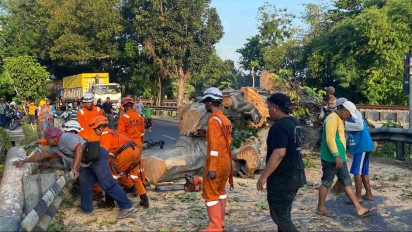 Pohon Besar Tumbang di Jalan Nasional Jombang, Lalu Lintas Tersebat hingga Dua Jam