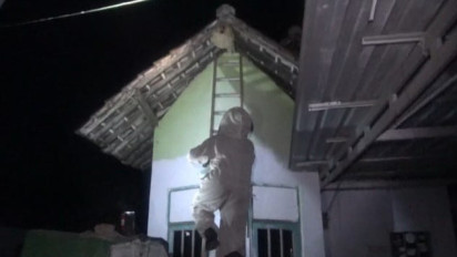 Evakuasi Sarang Tawon Vespa di Jombang, Petugas Damkar Berhasil Kendalikan Ancaman