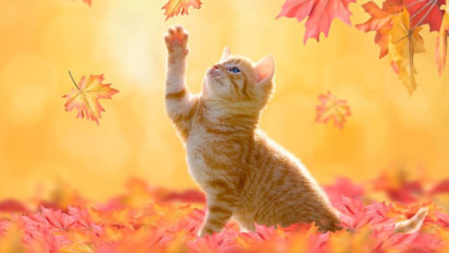 Harus Dicek Berulang, Apakah Sajadah Anda Ada Bulu Kucing? Tegas Buya Yahya Ingatkan Jangan Langsung pakai Bisa Jadi Najis