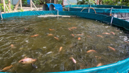 Kreatif, Mengisi Masa Pensiun dengan Budi Daya Nila Sistem Bioflok