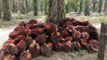Kasus Pencurian di Kebun Sawit, Pemilik Lahan Tuntut Keadilan