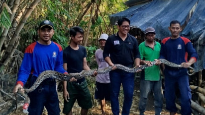 Damkar Nganjuk Berhasil Tangkap Ular Piton 3 Meter yang Resahkan Warga Desa Garu