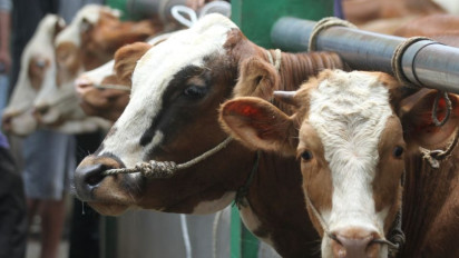 Kementan Bakal Impor 1 Juta Sapi Perah untuk Program Makan Bergizi Gratis