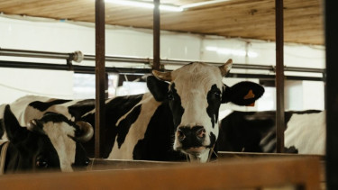 Fasilitasi Investor, Pemerintah Siapkan 1,5 Juta Hektare Lahan untuk Investasi Peternakan Sapi Perah