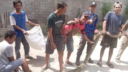 Mengerikan! Ada Ular Sanca Sepanjang 3,5 Meter di Rumah Warga, Langsung Dievakuasi