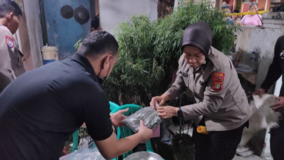 Gerebek Rumah di Cengkareng, Polisi Sita 40 Pohon Ganja Dalam Pot