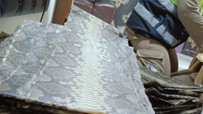 Bersama Polisi, Petugas Karantina Gagalkan Penyelundupan Ratusan Kulit Ular dan Biawak di Pelabuhan Bakauheni