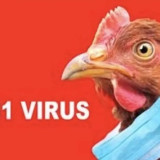 Australia Laporkan Kasus Pertama Flu Burung Varian H5 yang Mematikan