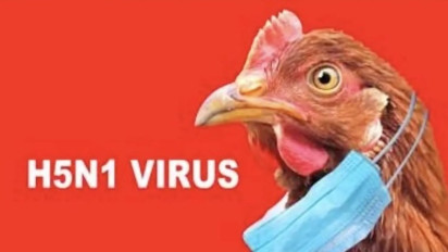 Flu Burung Kembali Ditemukan, 23 Ribu Ayam Dimusnahkan