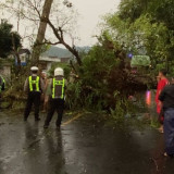 Hujan Deras, Pohon Tumbang di Jalur Trenggalek-Ponorogo Timpa 2 Pemotor