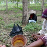 Bukan Malah Merinding, Warga Gunungkidul Semringah Karena Musim Ulat Jati, Ternyata Segini Harganya