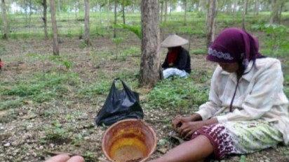 Bukan Malah Merinding, Warga Gunungkidul Semringah Karena Musim Ulat Jati, Ternyata Segini Harganya