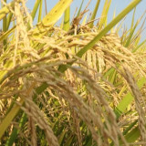 Targetkan Produksi 4 Juta Ton Jagung, Polri Gandeng Pesantren