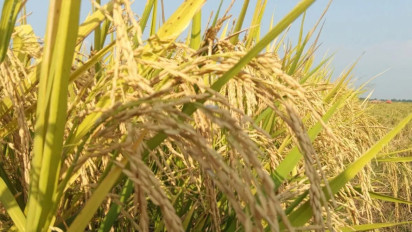 Kejar Target Program Swasembada Pangan Era Prabowo Subianto, Petani Sumbawa Bakal Lanjutkan Program Kementan