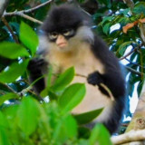 Empat Kekah Natuna Direhabilitasi, Langkah Penting untuk Konservasi Satwa Endemik