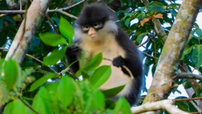 Empat Kekah Natuna Direhabilitasi, Langkah Penting untuk Konservasi Satwa Endemik