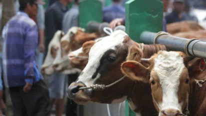 Peternak Dirugikan! Kementan Pastikan Harga Sapi Tak Jatuh di Bawah Rp50 Ribu per Kilogram, Ancam Pelaku Pasar yang Mainkan Harga
