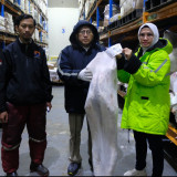 Daging Domba Impor Rugikan Peternak, Kementan Sidak 13 Gudang Importir Daging