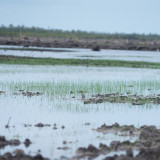 Padi yang Ditanam Saat Kunjungan Presiden Tumbuh Baik