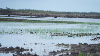 Padi yang Ditanam Saat Kunjungan Presiden Tumbuh Baik