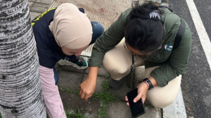 Ratusan Burung Pipit Ditemukan Mati di Area Bandara Ngurah Rai Bali