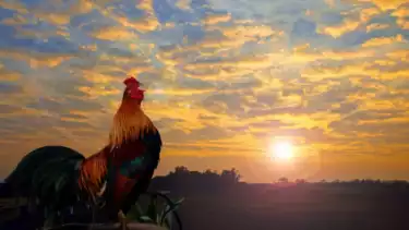 Ilustrasi ayam sebagai hewan peliharaan keluarkan suara berkokok setiap pagi hari