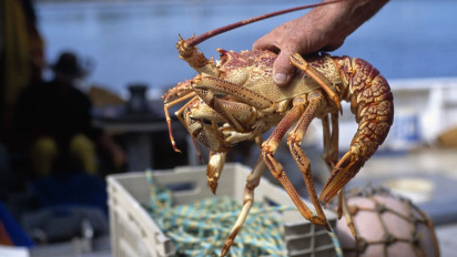 Dampak Aturan Tata Kelola BBL: Ekosistem Lobster Terjaga, 87% Nelayan Puas Tak Lagi Was-Was