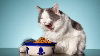 Saat Pelihara Kucing Jangan Lakukan ini meski Tingkahnya Gemas dan Lucu, Syekh Ali Jaber Tegaskan Bikin Sulit Masuk Surga