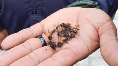 7 Warga Klaten Disengat Lebah Hutan, 4 di Antaranya Harus Rawat Inap