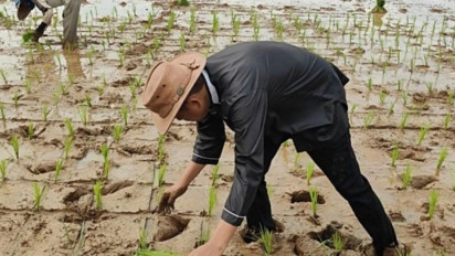 Dedi Mulyadi Bertani Menanam Padi Usai Dinyatakan Menang Pilgub Jabar Versi Hitung Cepat