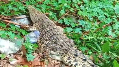 Buaya Sepanjang 1,5 Meter Ditemukan di Permukiman Dekat Bantaran Sungai Winongo Yogyakarta