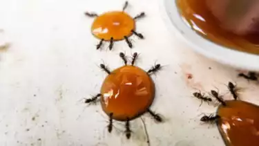 Ilustrasi hewan semut akan zikir dan datangkan rezeki dikasih makanan setiap pagi hari